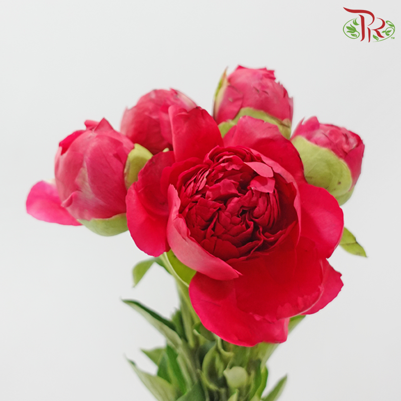Peony 《牡丹》- Small / Medium Head