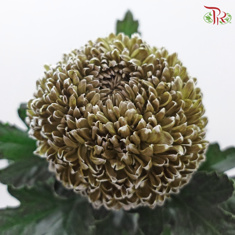 Peony Mum Dyed (Chrysanthemum)