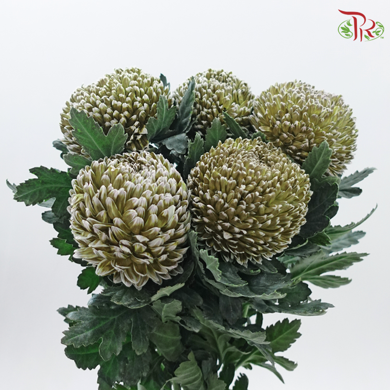 Peony Mum Dyed (Chrysanthemum)