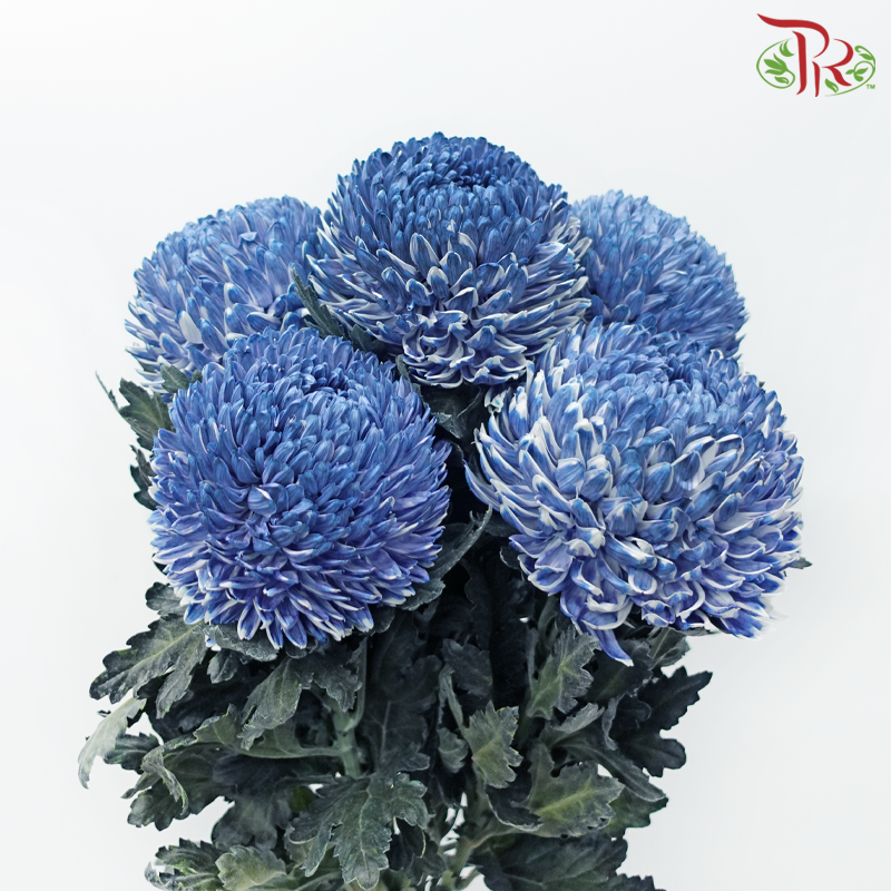 Peony Mum Dyed (Chrysanthemum)