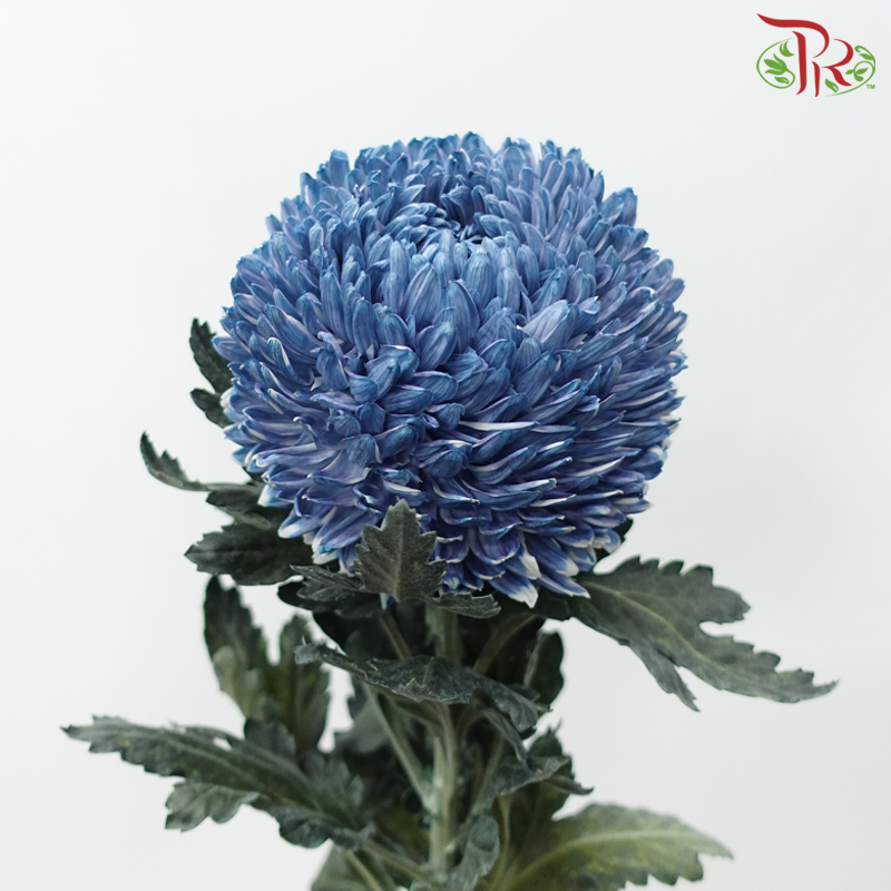 Peony Mum Dyed (Chrysanthemum)