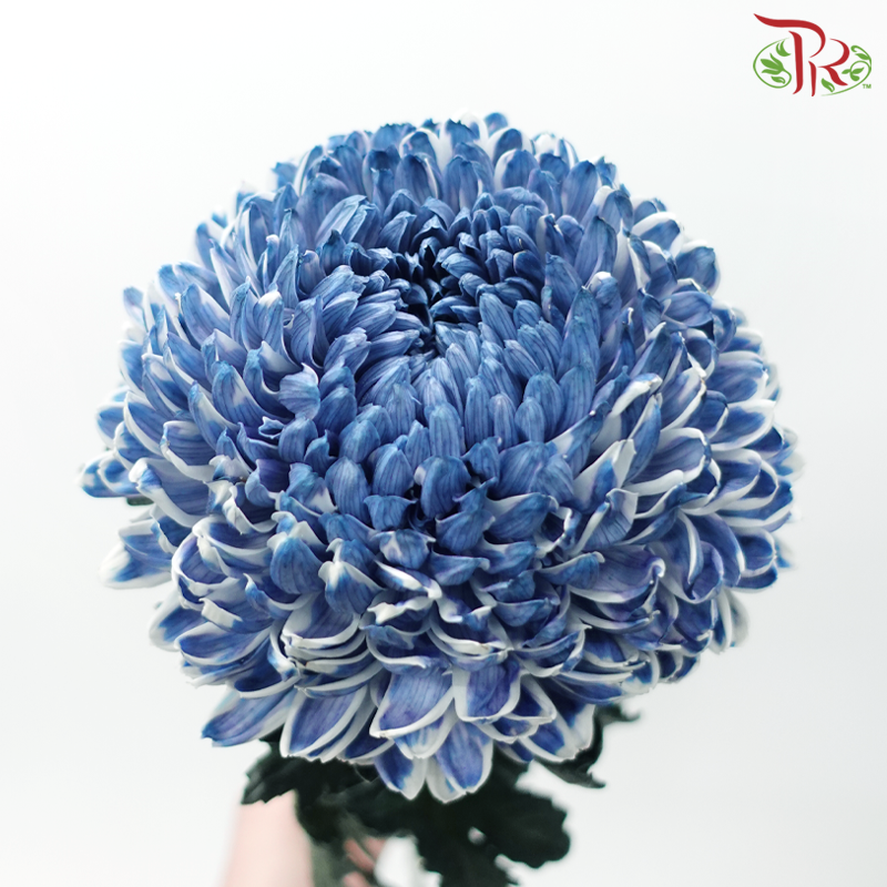 Peony Mum Dyed (Chrysanthemum)