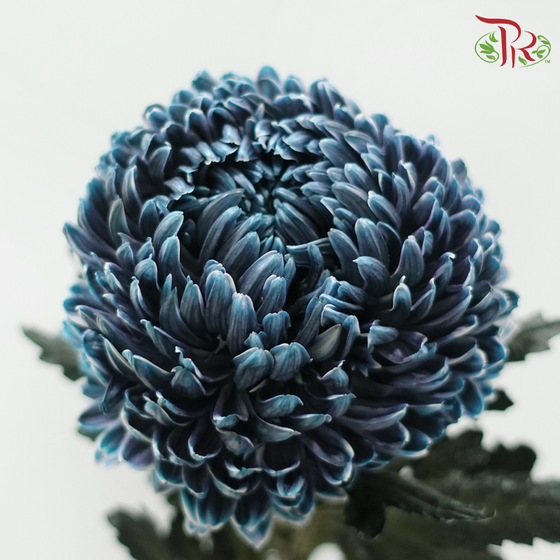 Peony Mum Dyed (Chrysanthemum)