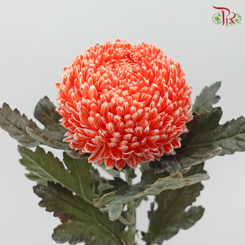 Peony Mum Dyed (Chrysanthemum)