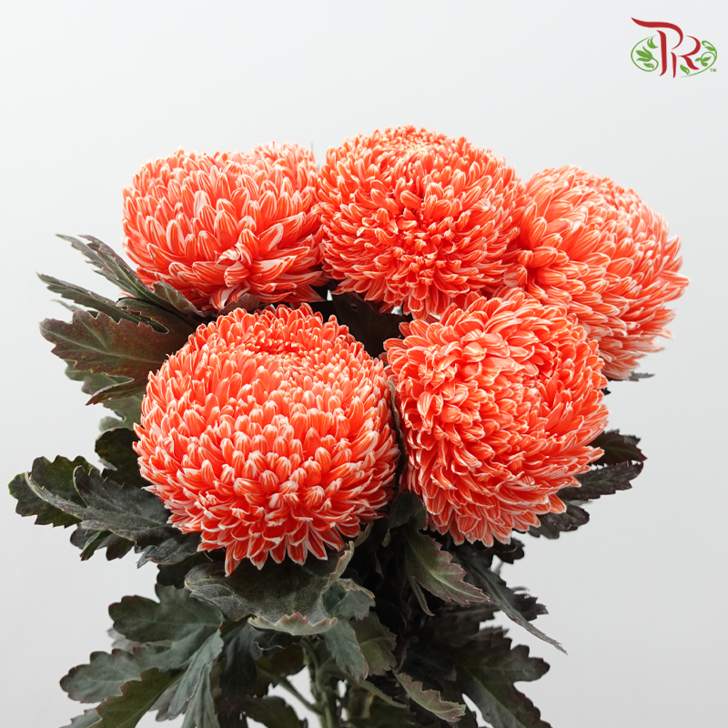 Peony Mum Dyed (Chrysanthemum)