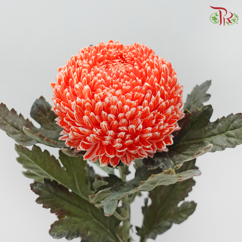 Peony Mum Dyed (Chrysanthemum)