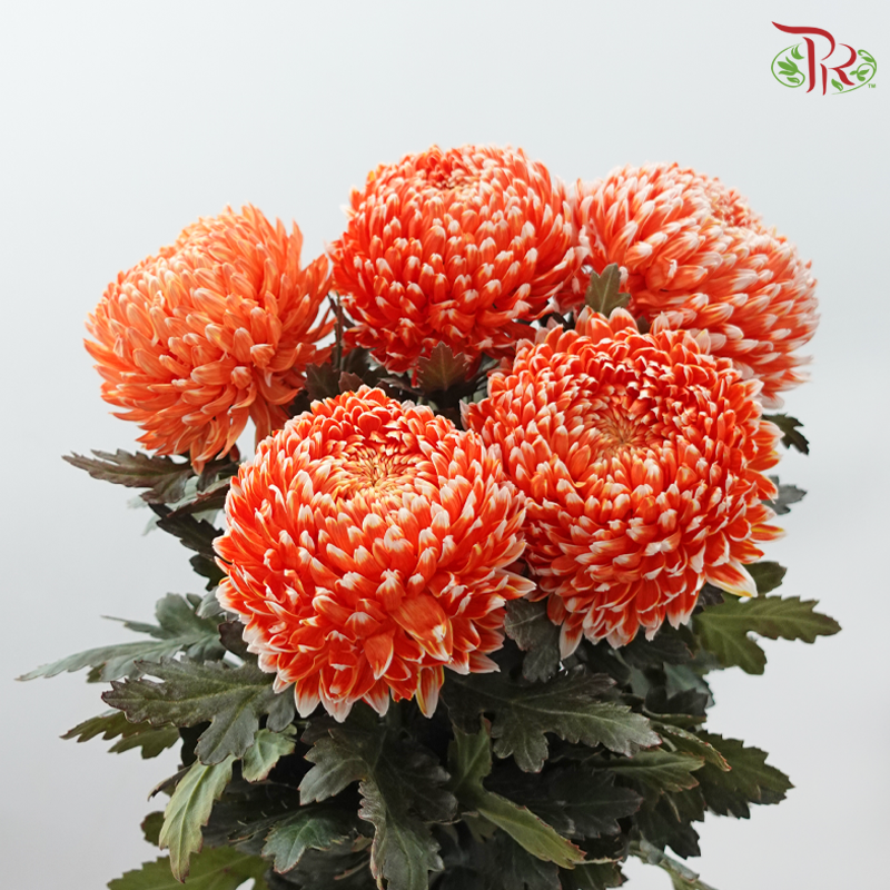 Peony Mum Dyed (Chrysanthemum)