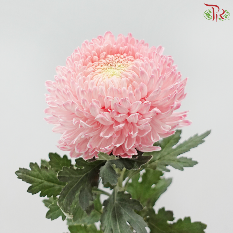 Peony Mum Dyed (Chrysanthemum)