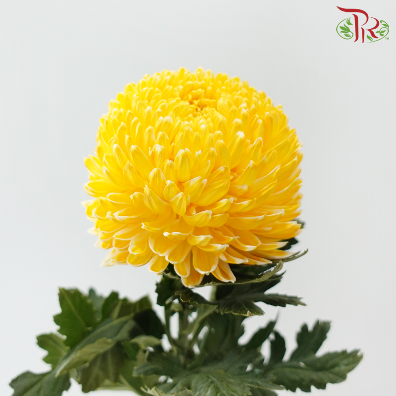 Peony Mum Dyed (Chrysanthemum)