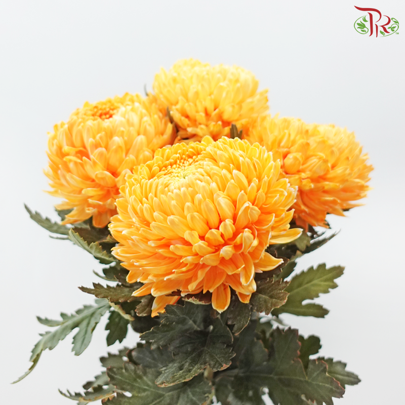 Peony Mum Dyed (Chrysanthemum)