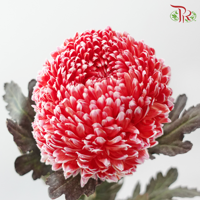 Peony Mum Dyed (Chrysanthemum)