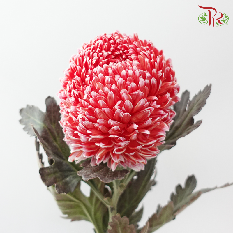 Peony Mum Dyed (Chrysanthemum)