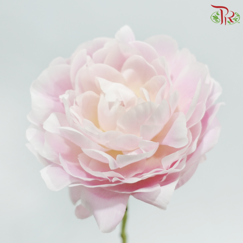 Peony ***Fragile (Small/ Medium Size)