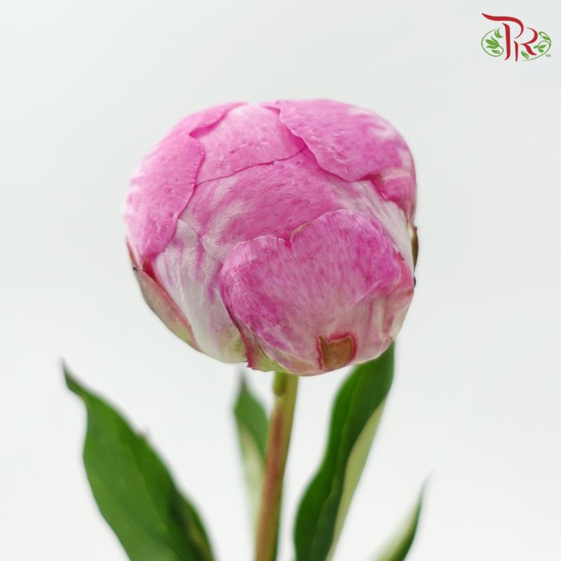 Peony *Small Bud ****FRAGILE
