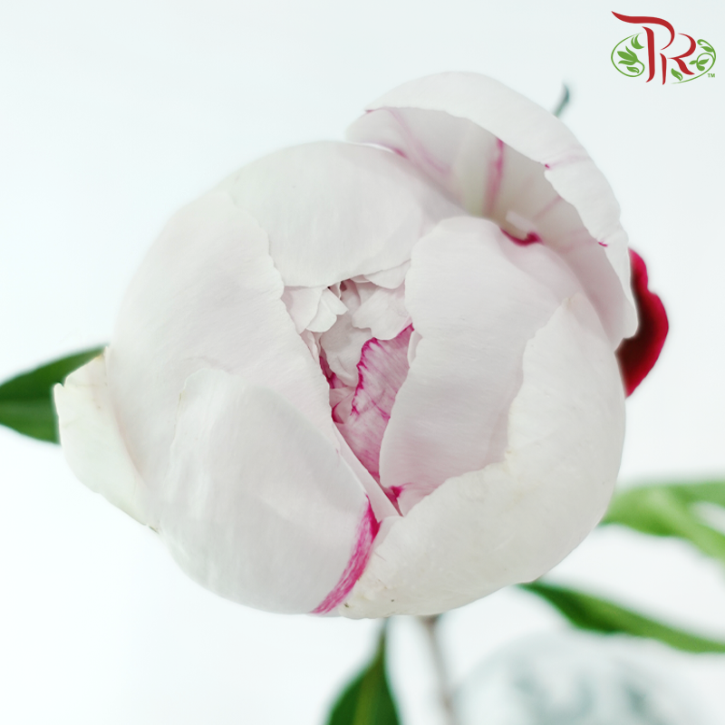 Peony *Small Bud ****FRAGILE