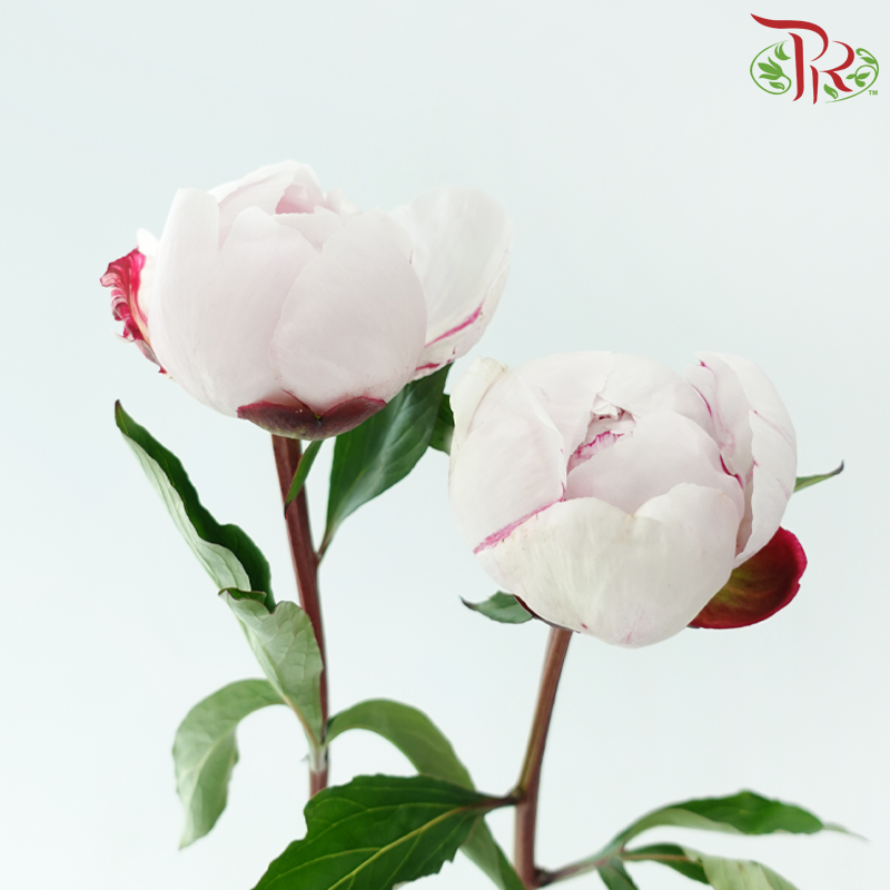 Peony *Small Bud ****FRAGILE