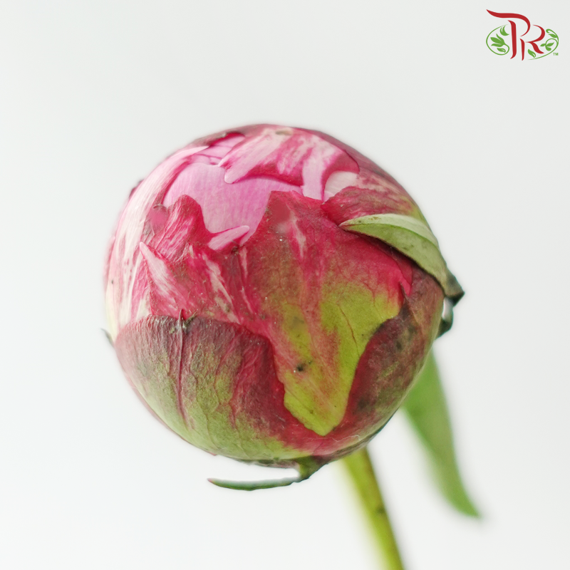 Peony ***Fragile (Small/ Medium Size)