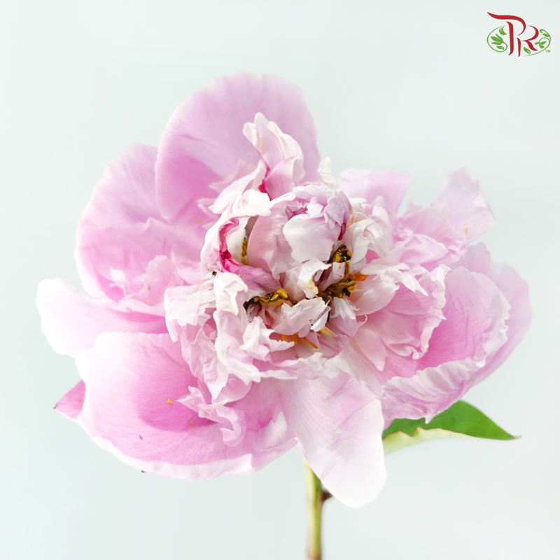 Peony ***Fragile (Small/ Medium Size)