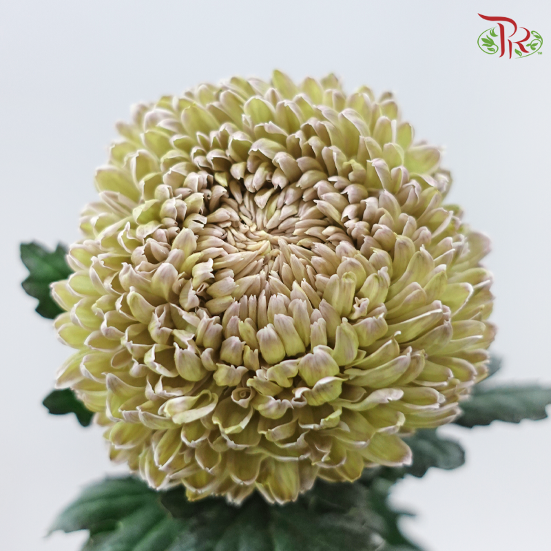 Peony Mum Dyed (Chrysanthemum)