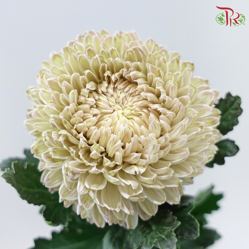 Peony Mum Dyed (Chrysanthemum)