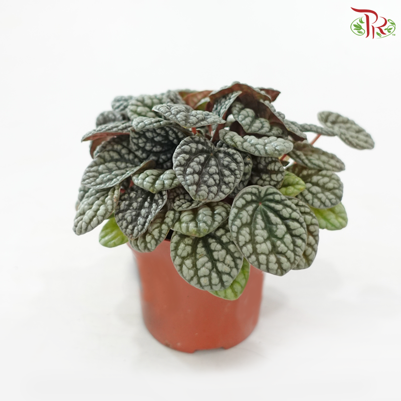 Peperomia Caperata Burbella 110 - 25cm《泡泡椒草》