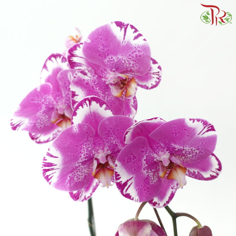 Big Single Stem Phalaenopsis Orchid