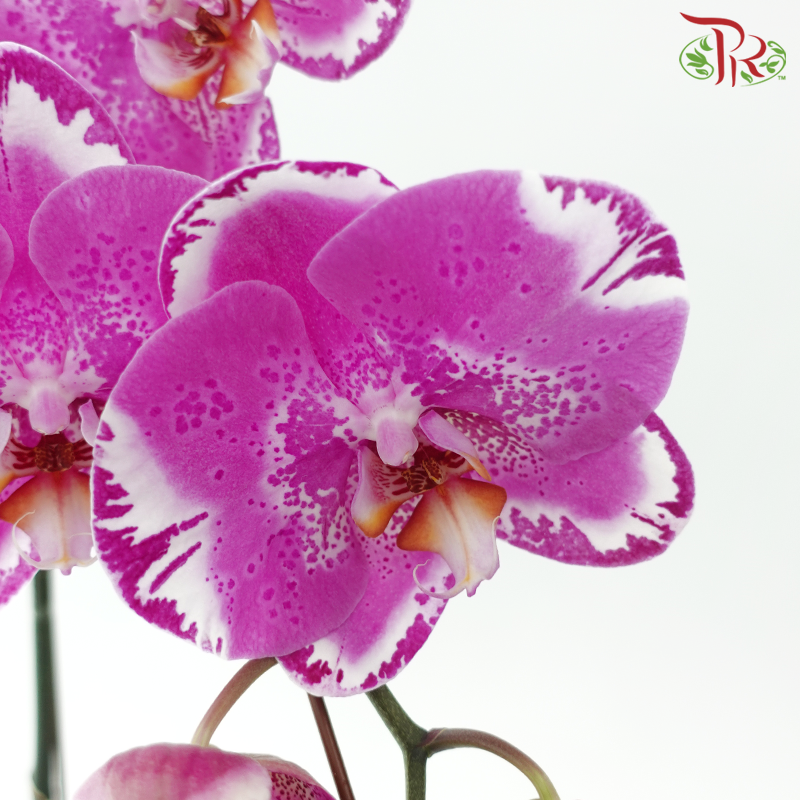 Big Single Stem Phalaenopsis Orchid