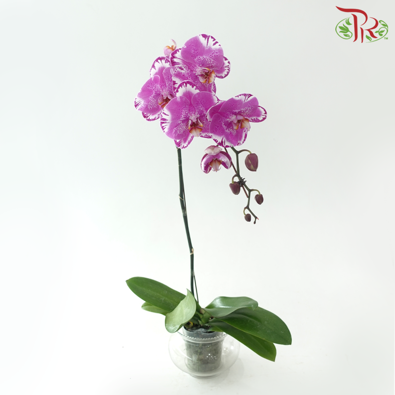 Big Single Stem Phalaenopsis Orchid