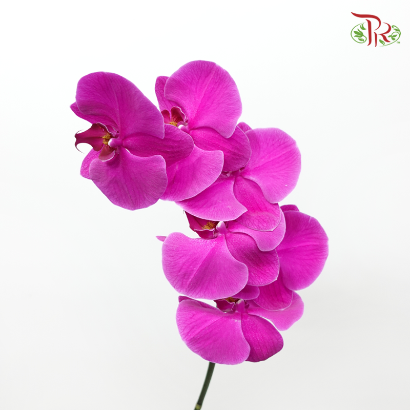 Phalaenopsis Cut《蝴蝶兰》