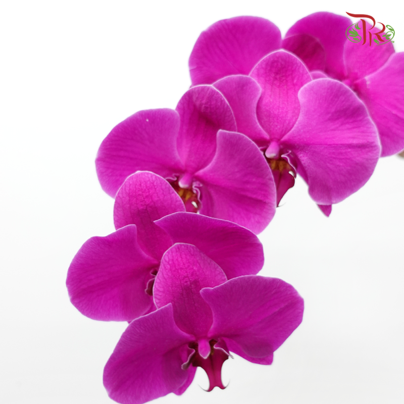 Phalaenopsis Cut《蝴蝶兰》