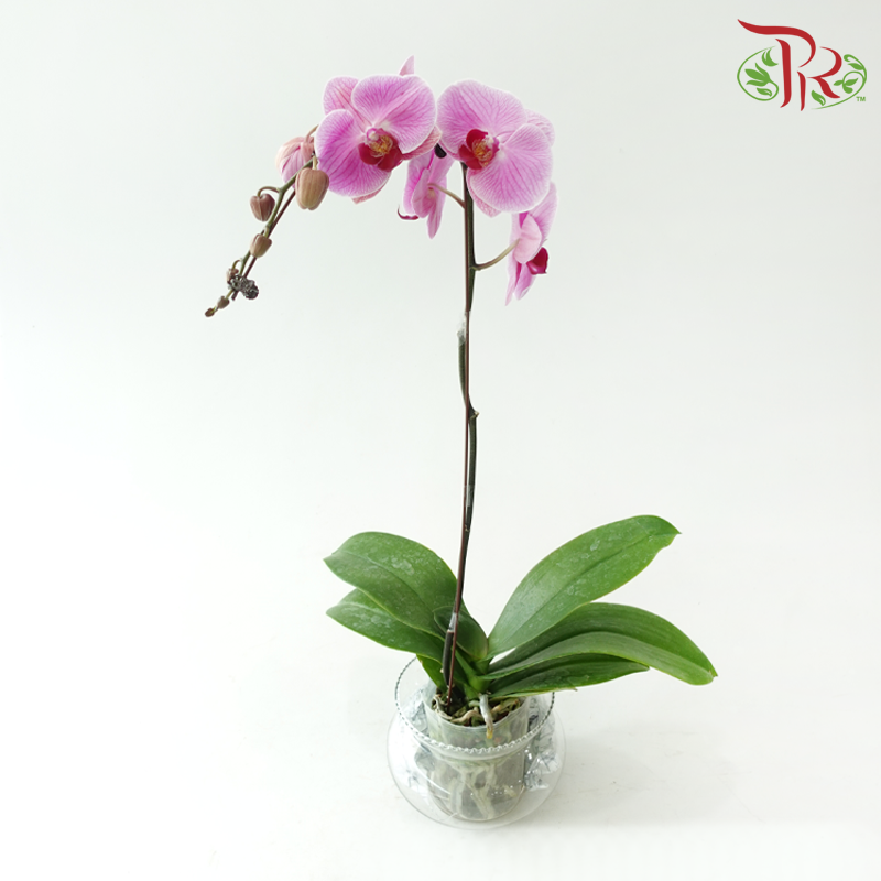 Big Single Stem Phalaenopsis Orchid