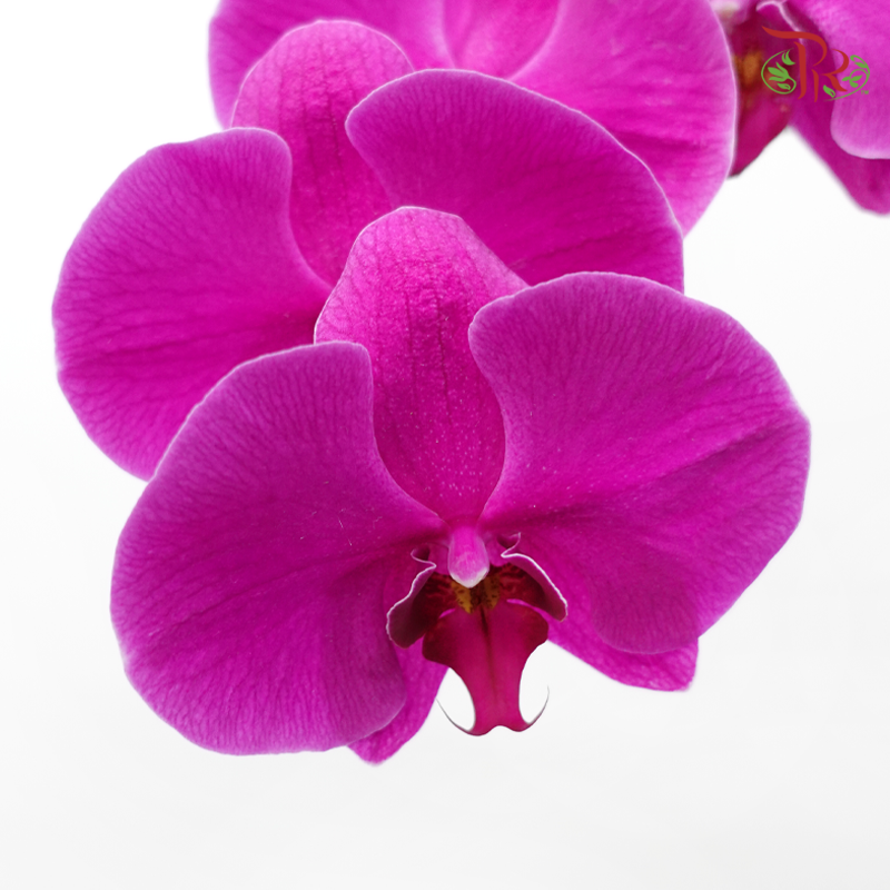 Phalaenopsis Cut《蝴蝶兰》