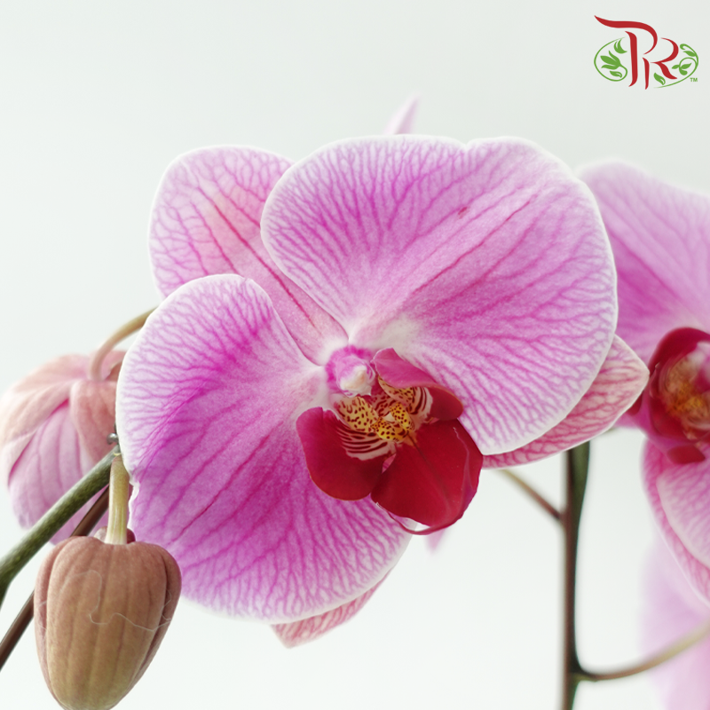 Big Single Stem Phalaenopsis Orchid