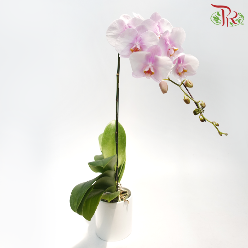 Big Single Stem Phalaenopsis Orchid