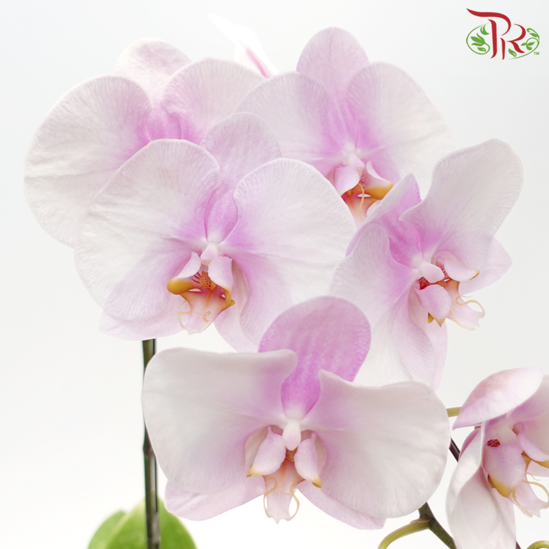 Big Single Stem Phalaenopsis Orchid