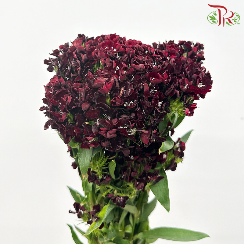 Phlox 《天蓝绣球》