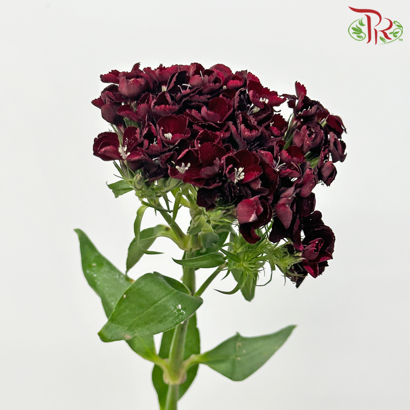 Phlox 《天蓝绣球》