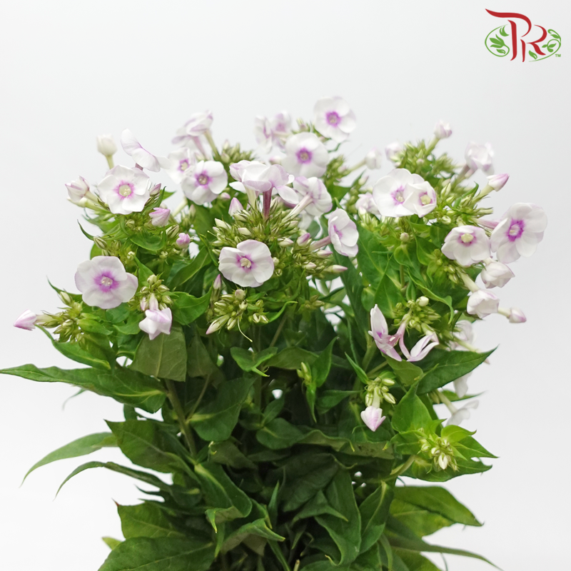 Phlox 《天蓝绣球》