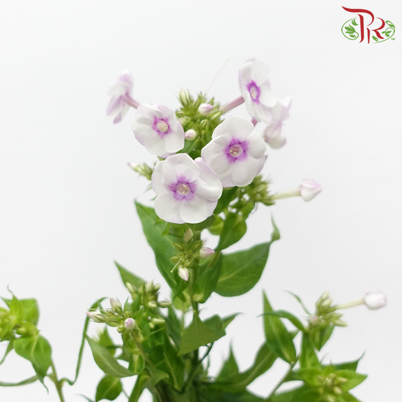 Phlox 《天蓝绣球》