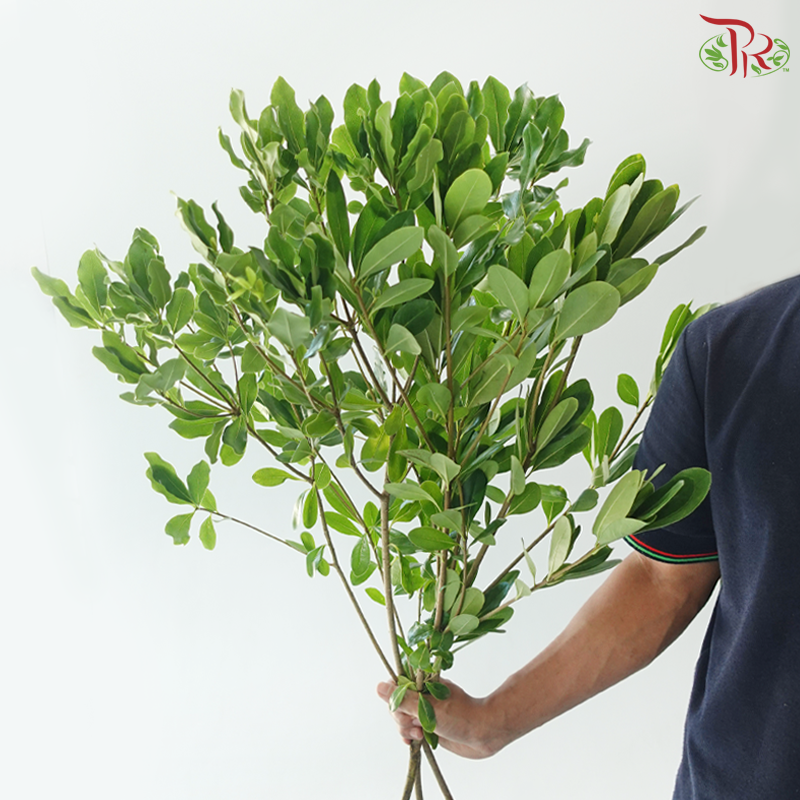 Phyllanthus Emblica《油甘》