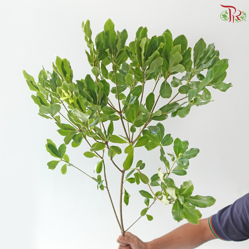 Phyllanthus Emblica《油甘》