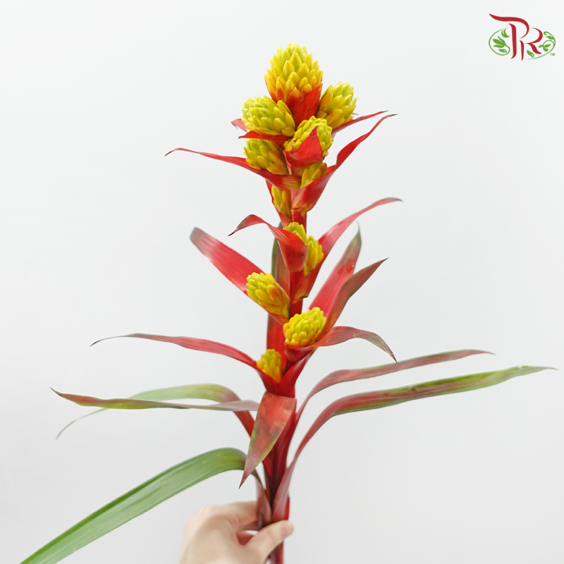 Bromelia Pineapple