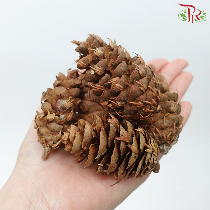 Pine Cone - (250gram) - Pudu Ria Florist