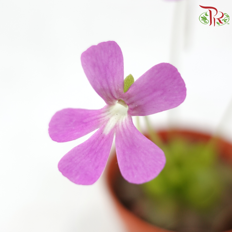 Pinguicula Moranensis P105《墨兰捕虫草》