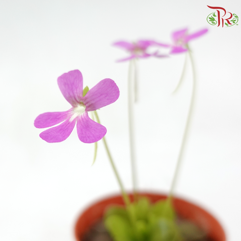 Pinguicula Moranensis P105《墨兰捕虫草》