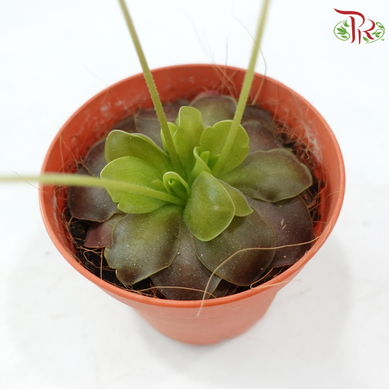 Pinguicula Moranensis P105《墨兰捕虫草》