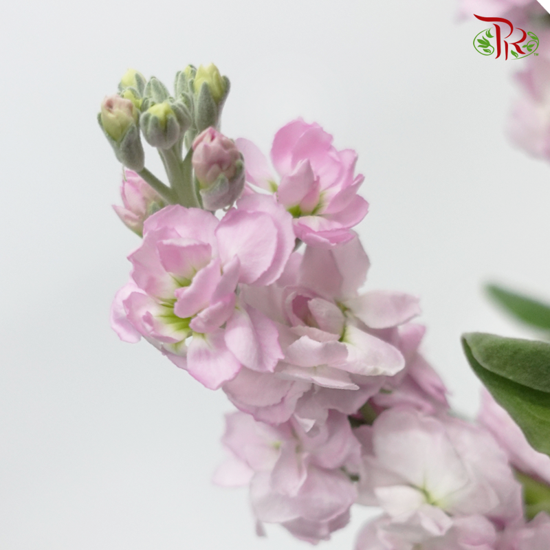 Matthiola - Pink (10 Stems) - Pudu Ria Florist