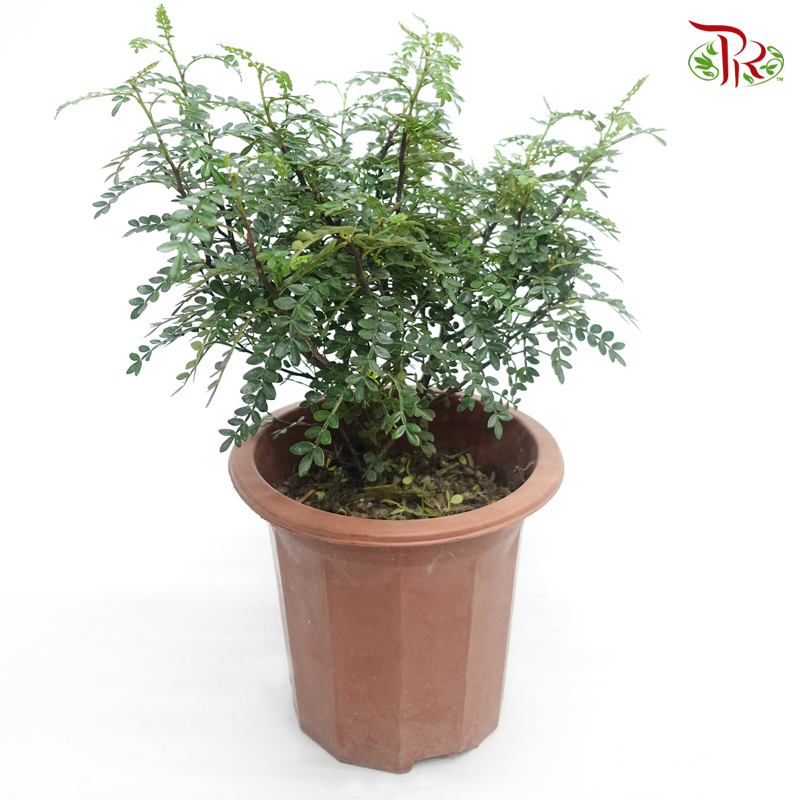 Pistacia Weinmannifolia 《清香木》 - Pudu Ria Florist