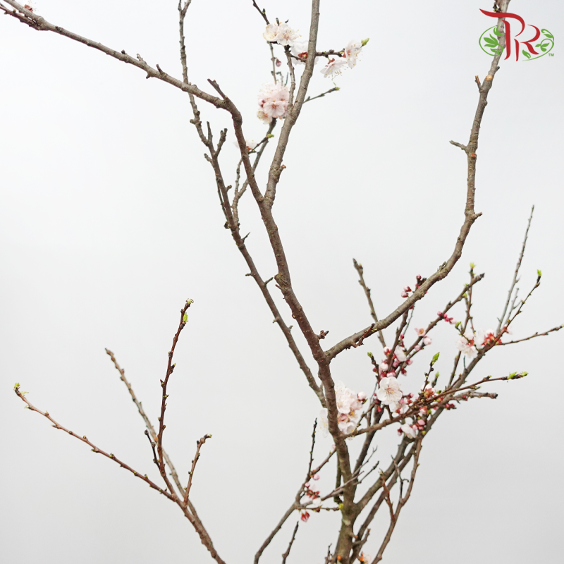Plum Blossom 《梅花》