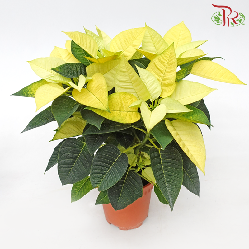 Poinsettia - Yellow《圣诞红》 - Pudu Ria Florist